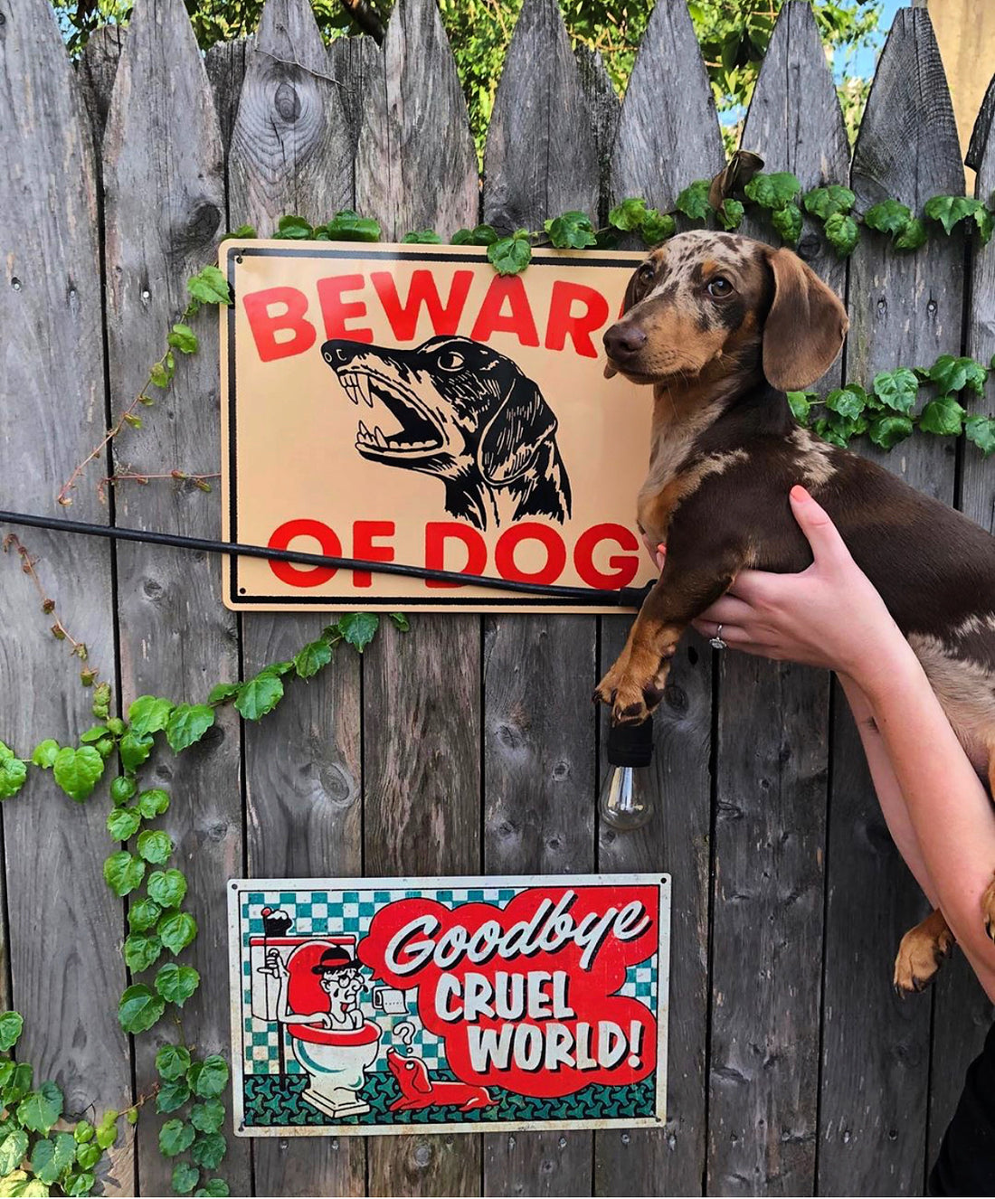 Beware of Dachshund Metal Sign | YBP X Mike Suarez